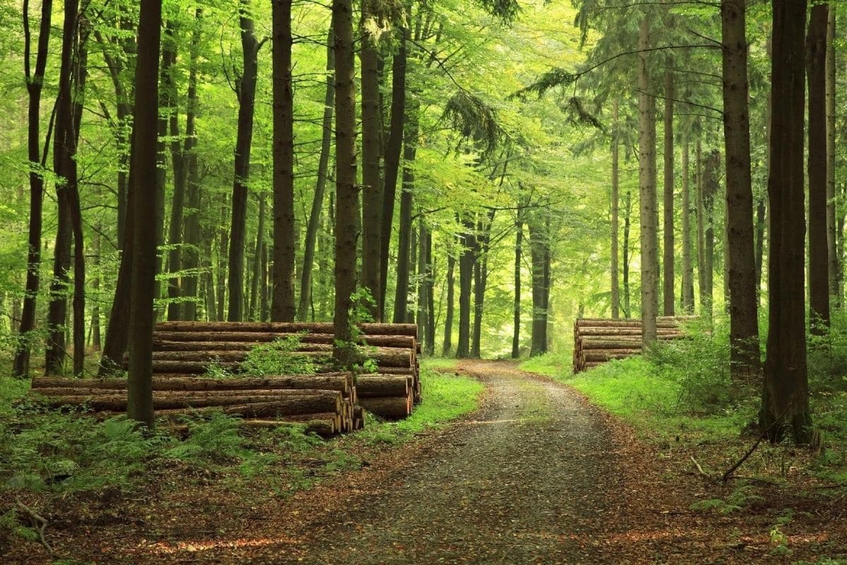 Terpentinöl als Heilmittel