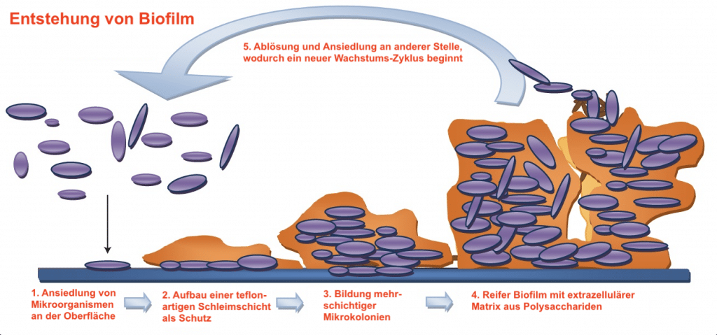 Serrapeptase und Biofilm entfernen: Enzyme gegen Narbenbildungtherapy for scars.