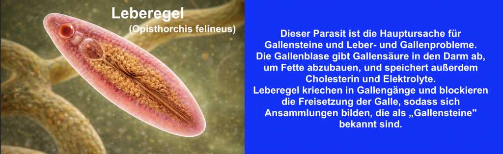 Leberegel-Opisthorchis felineus