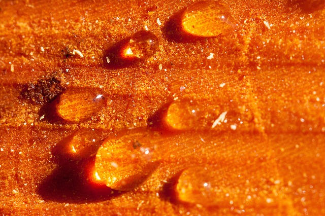 Terpentinöl Heilmittel