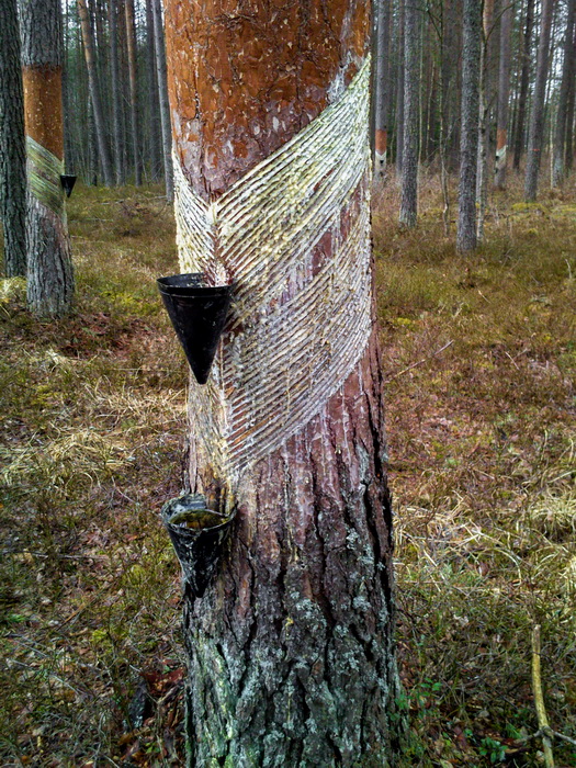 Terpentinölgewinnung