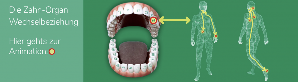 Zahn-Organ Wechselbeziehung