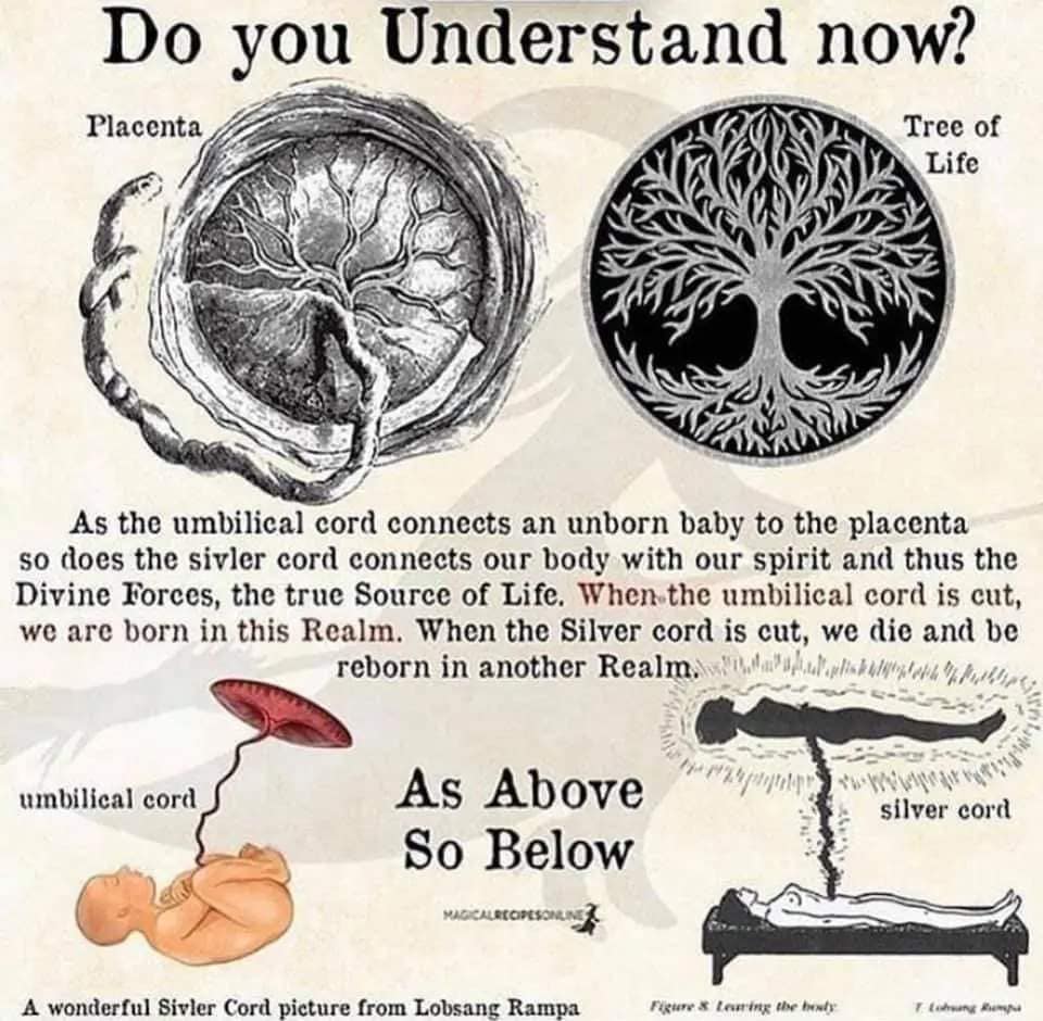 Nabelschnur und Plazenta